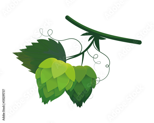 fresh green hop plant