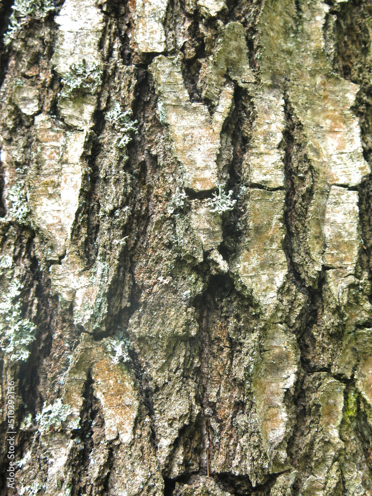 Obraz premium bark of an old birch tree is an excellent natural background