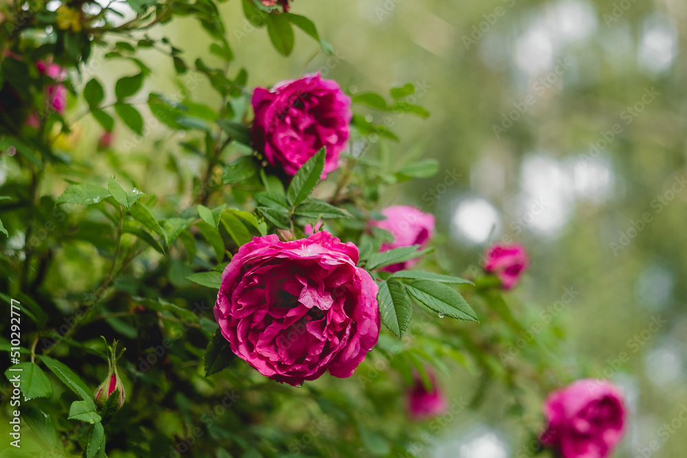 Flowering bush with pink roses in the garden. Flowering bush with pink roses in the garden.