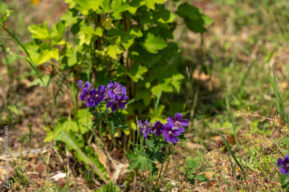 flowers in the garden