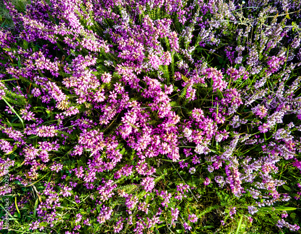 Verbena bonariensis known as purpletop, clustertop, South American, Brazilian or Argentinian vervain, tall and pretty verbena