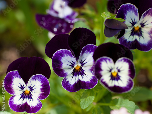 Pansy flowers in a flower bed Robust and blooming. Garden pansy with purple and white petals. Hybrid pansy. Viola tricolor pansy in flowerbed. photo