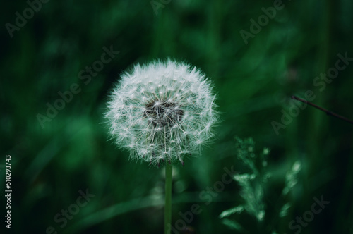 Wonderful dandelion