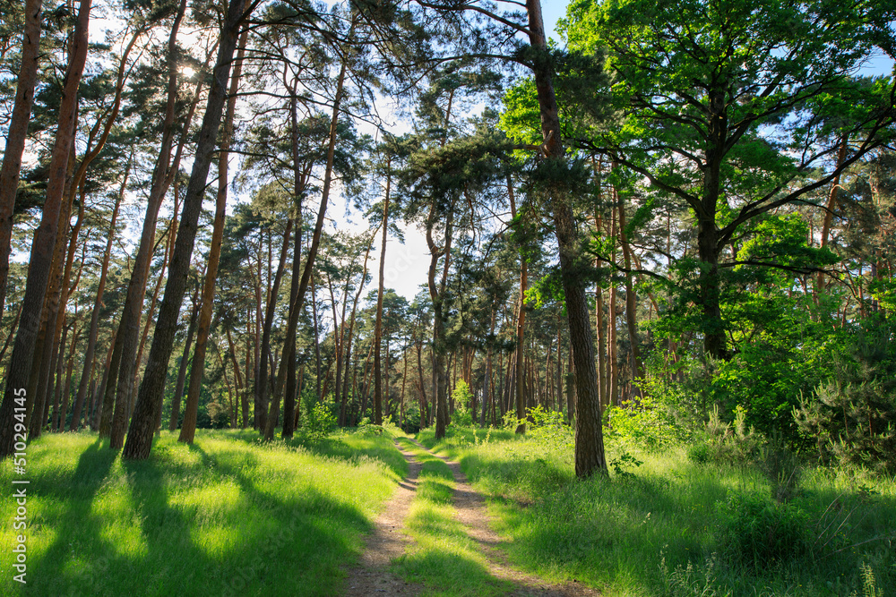 forest with path and bright sun shining through the trees forest with path and bright sun shining through the trees