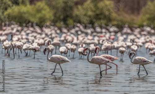 Strolling in lake Lesser Flamingo