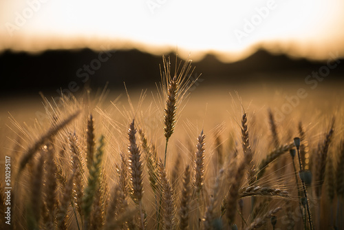 Spiga di grano al tramonto