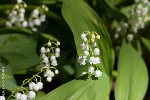 Lily of the valley close-up, detailed bright macro photography.
