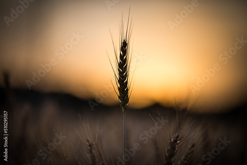Spiga di grano al tramonto