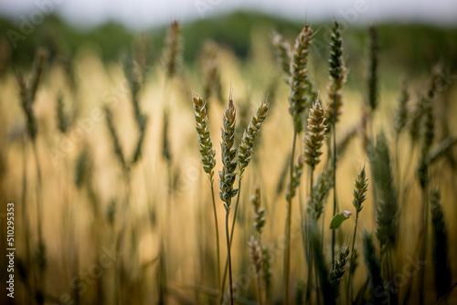 Spighe in campo di grano photo