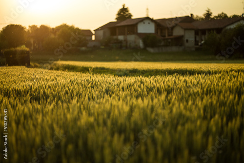 Campo di grano con fattoria al tramonto