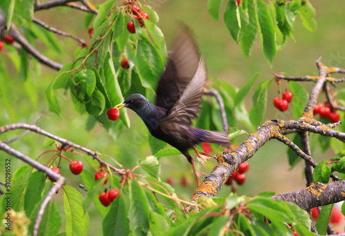 Foto The starling snatched the cherry and flies away carrying it in its beak