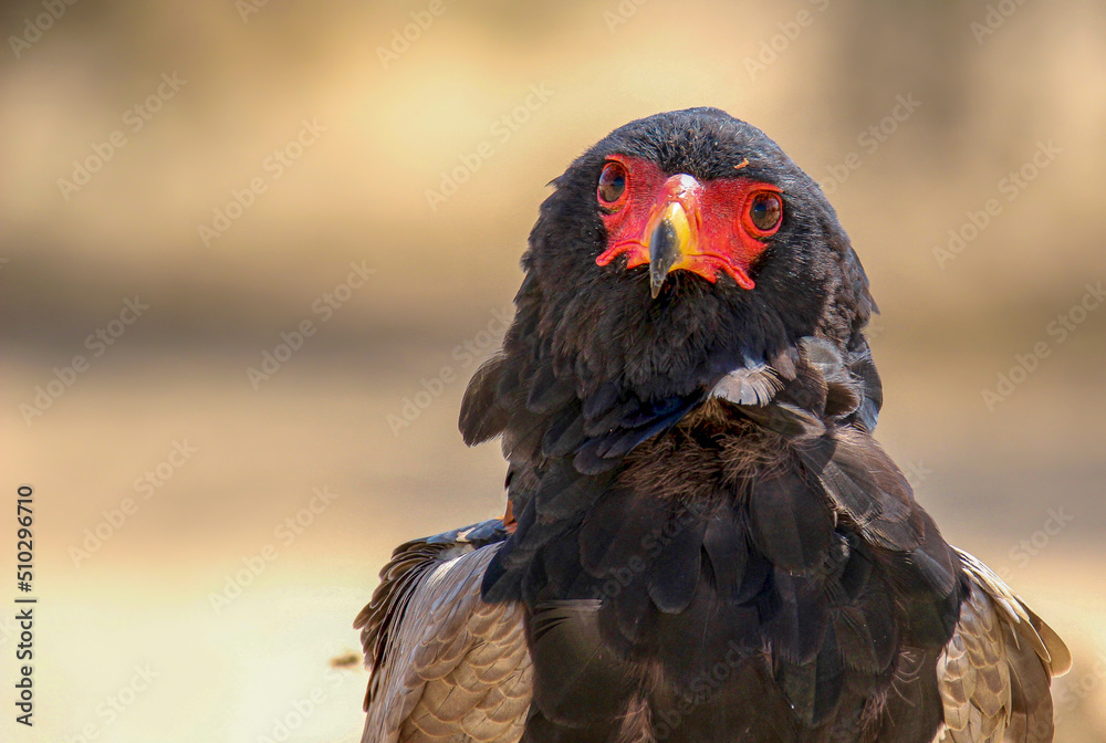 Adult Bateluer Eagle, Kgalagadi Adult Bateluer Eagle, Kgalagadi