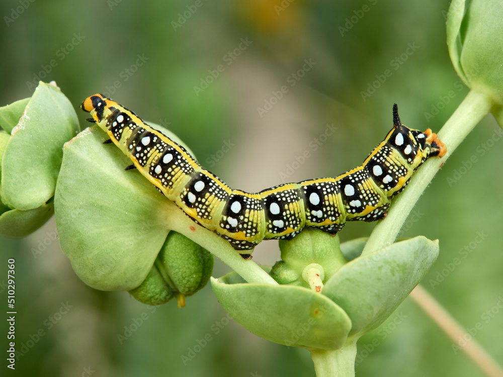 Fototapeta premium Leafy Spurge Hawkmoth. Hyles euphorbiae.