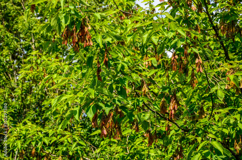 Boxelder maple - Latin name - Acer negundo Boxelder maple - Latin name - Acer negundo