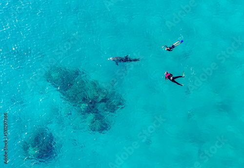 Dolphin Reef ,horseshoe-shaped sea-pen where bottlenose dolphins in the Gulf of Eilat in the northern-eastern Red Sea.  Top view of divers swimming   with  dolphins