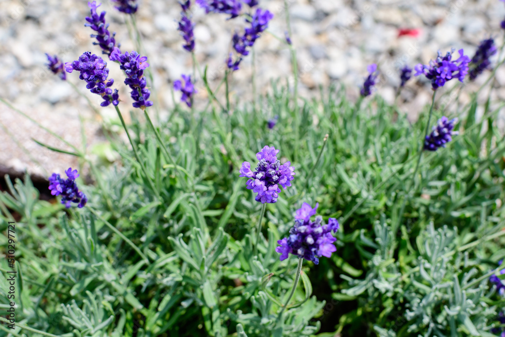 Many small blue lavender flowers in a garden in a sunny summer day photographed with selective focus, beautiful outdoor floral background. Many small blue lavender flowers in a garden in a sunny summer day photographed with selective focus, beautiful outdoor floral background.