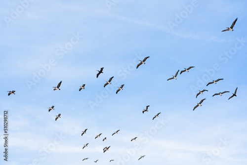 Flock of pelicans. Cloudy sky and silhouette of flying birds. Tranquil scene, freedom, hope, motivation concept
