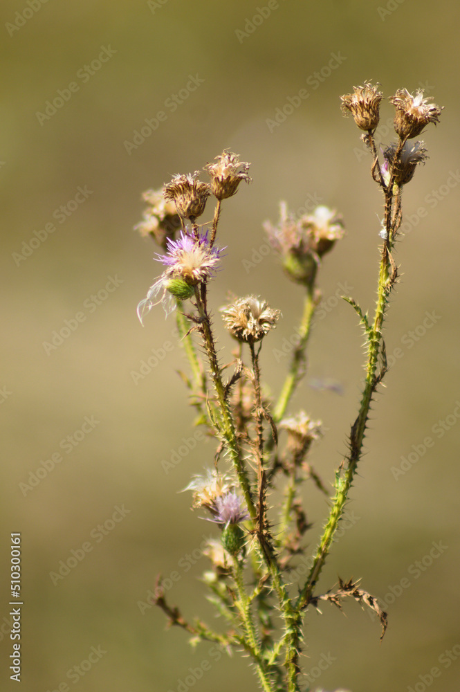 Closeup of dried marsh thistle flowers with blurred background Closeup of dried marsh thistle flowers with blurred background