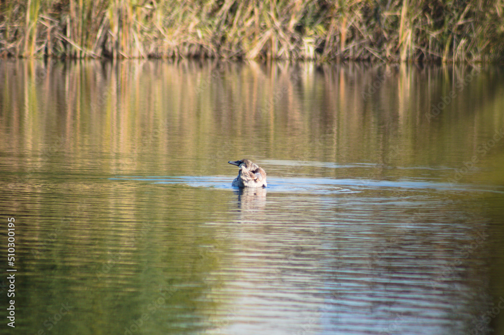 Closeup of young swan on rippled lake with common reed reflections Closeup of young swan on rippled lake with common reed reflections