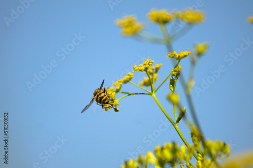 Fotografi Closeup of bee pollinating yellow parsnip flowers with blue sky on background