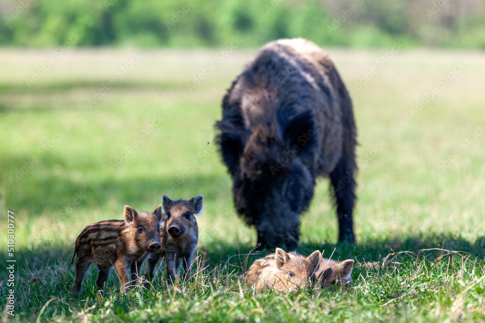 wild boar and pigs in the wild wild boar and pigs in the wild