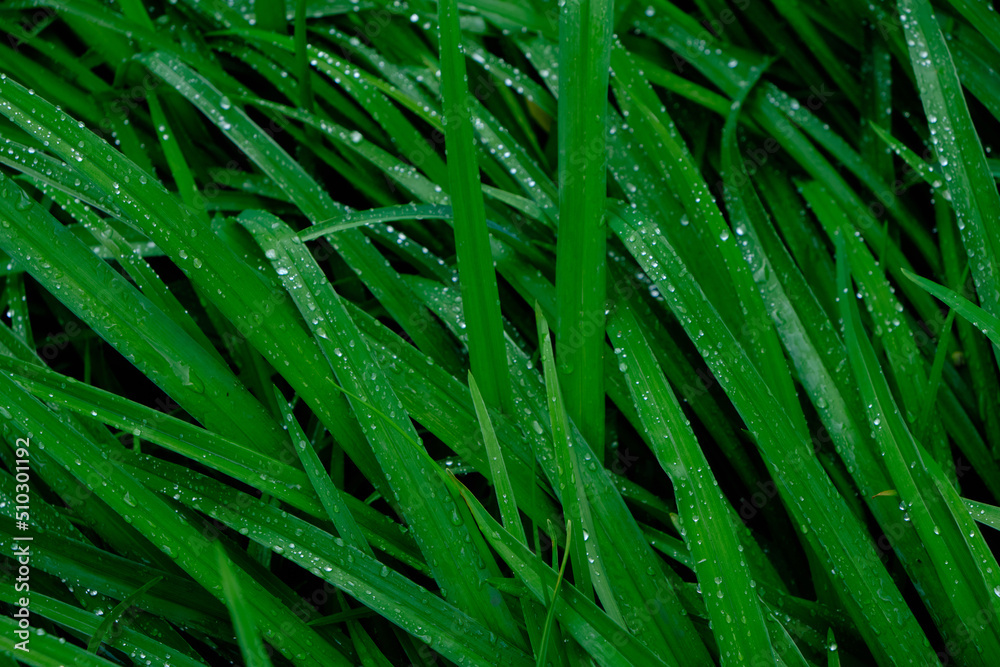 Background, raindrops on green flower stems, wet foliage after rain. Background, raindrops on green flower stems, wet foliage after rain.
