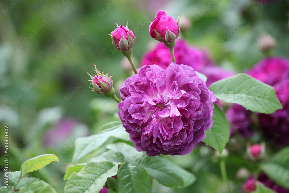 Purple rosa 'Cardinal de Richelieu' in flower Purple rosa 'Cardinal de Richelieu' in flower