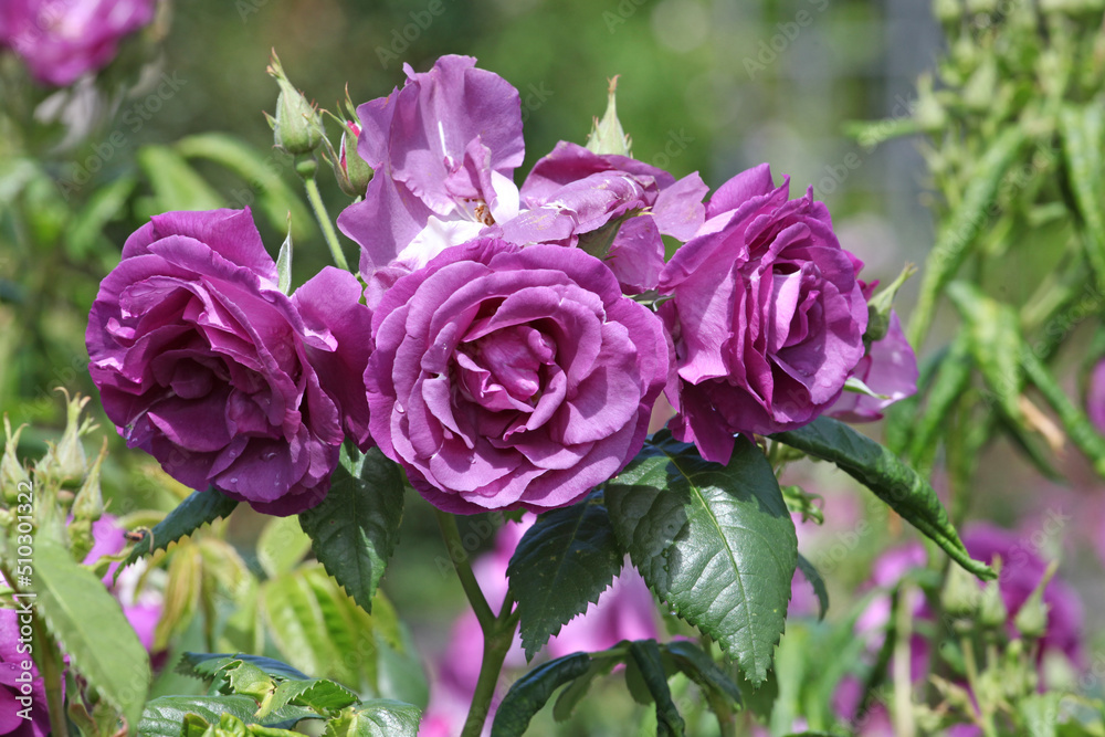 Purple Rosa 'Rhapsody in Blue' in flower