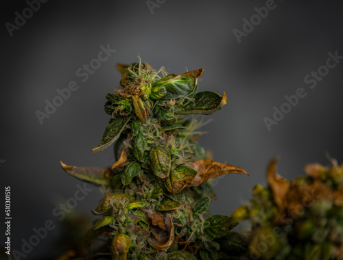 Ripened Mazar auto variety of marijuana flower with gray background