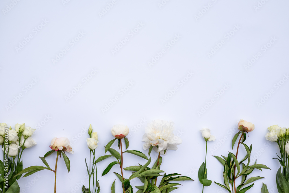 Fototapeta premium Big bright peony against white backdrop. Art toned photo of spring flower. Pink and white peonies isolated on white background. Spring, wedding background. Flat lay, copy space. Panorama.