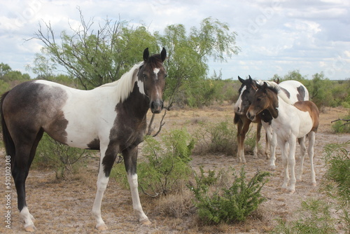 Horses