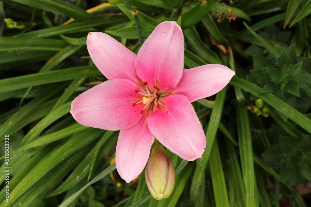 Fototapeta premium Pink Daylily Close-Up Single Blossom