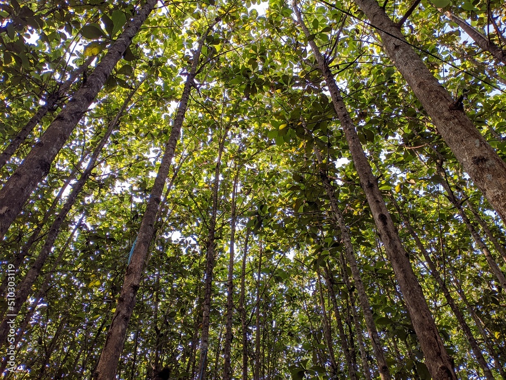 Fototapeta premium The view of the teak forest that grows neatly
