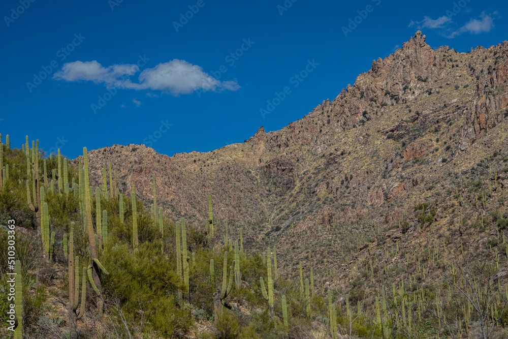 Sabino Canyon, Tucson, Arizona