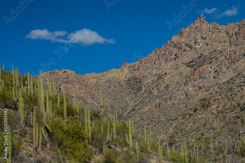 Sabino Canyon, Tucson, Arizona