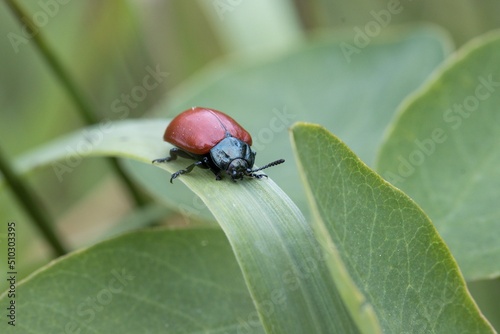 Chrysomela populi photo