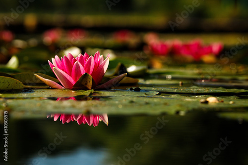 Waterlily floating in garden pond with reflection