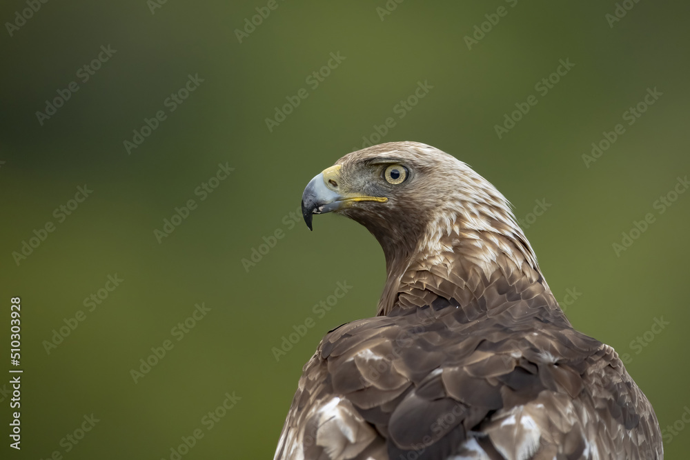 Obraz premium aguila real