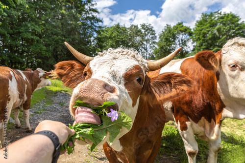 Portrait of a german simmental breed cow eating a dandelion leaf off a persons hand. Hand feeding cattle