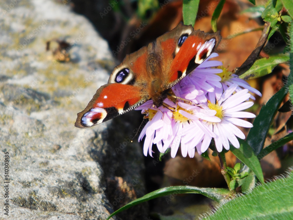 Beautiful butterfly on a flower close-up photo. Beautiful butterfly on a flower close-up photo.