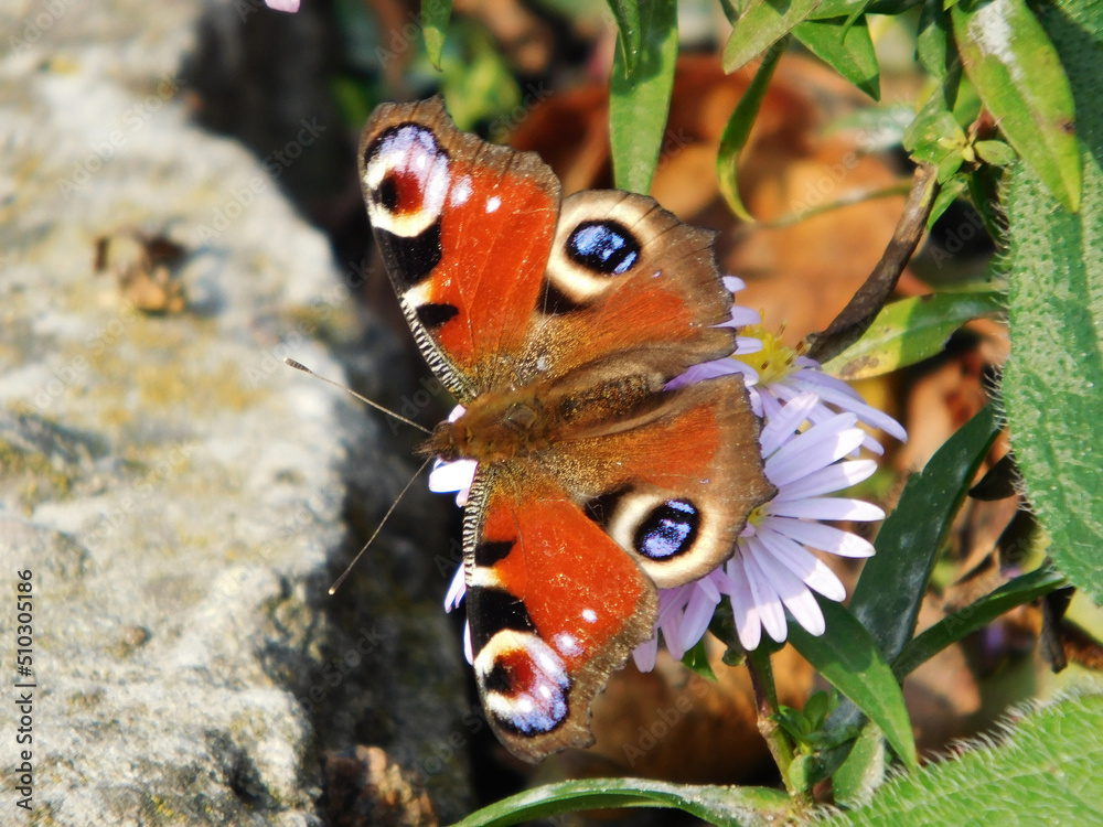 Beautiful butterfly on a flower close-up photo. Beautiful butterfly on a flower close-up photo.