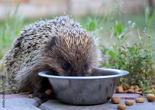 Canvastavla Wild prickly and cute hedgehog eats cat and dog food outdoors in the garden in summer