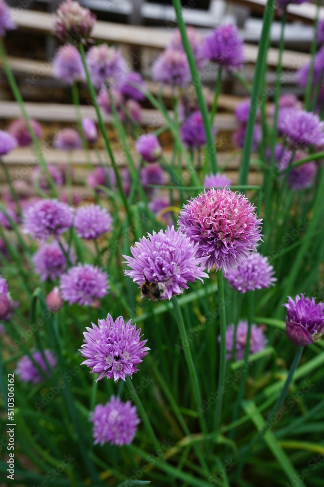 spring and summer flowers found in great britain spring and summer flowers found in great britain