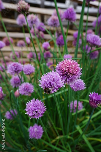 spring and summer flowers found in great britain