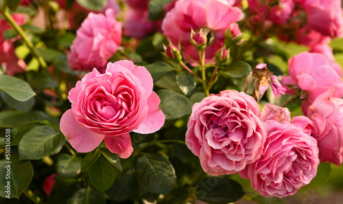Beautiful close-up of a rose garden © James Goldfinch