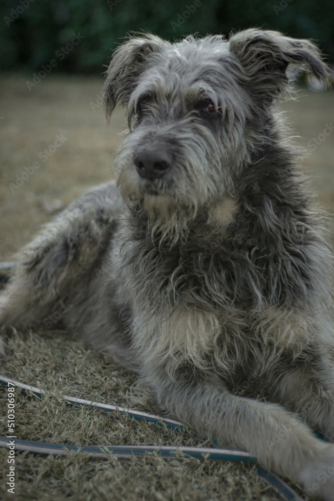 Retrato de perro.