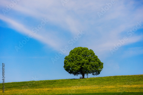 Baum auf einem Albhügel 
