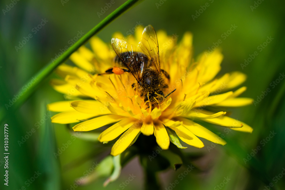 Honey bee takes nectar on spring yellow dandelion flower Honey bee takes nectar on spring yellow dandelion flower