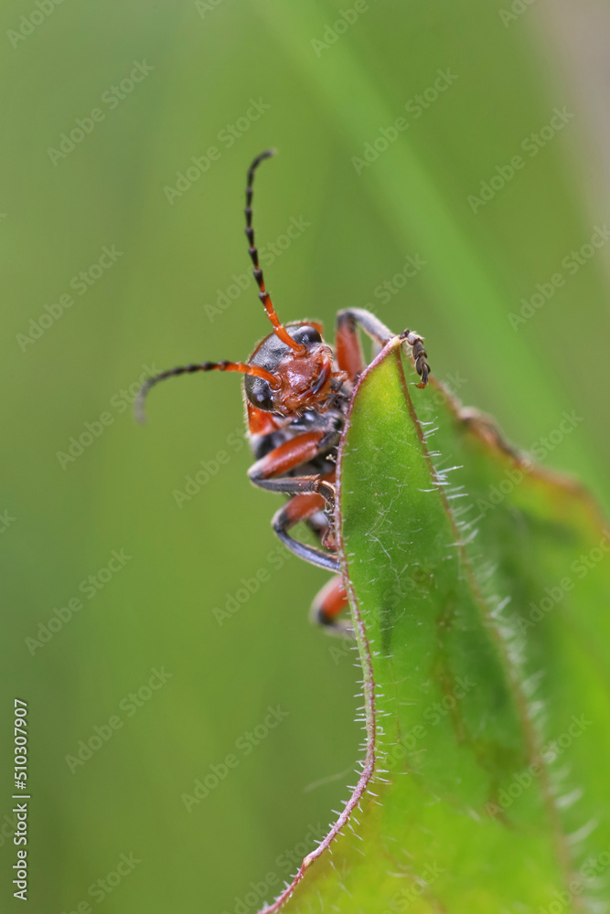 Soldier beetle, Cantharidae, sits on a leaf of grass. Soldier beetle, Cantharidae, sits on a leaf of grass.