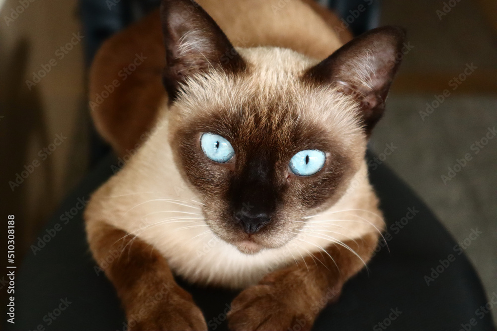 Siamese cat with blue eyes looks at camera. Domestic animal concept.